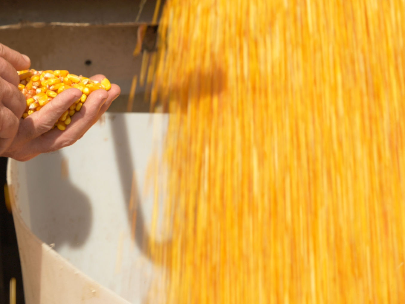 High Yield Corn Contest