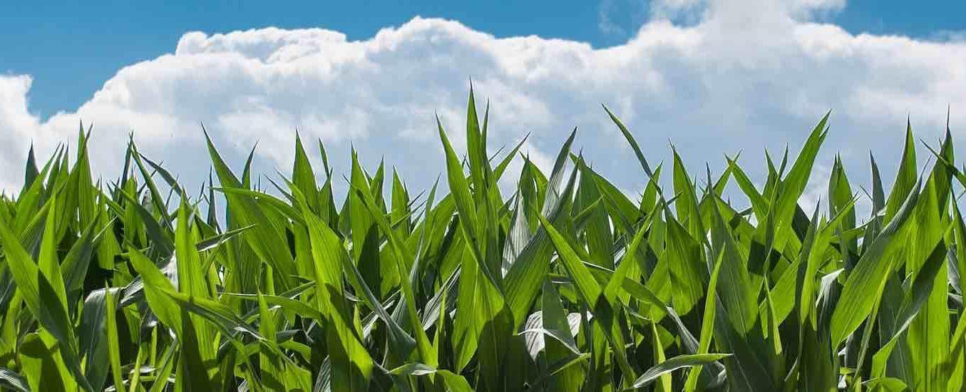 No-Till, Strip-Tillers Competitive in 2018 National Corn Yield Contest