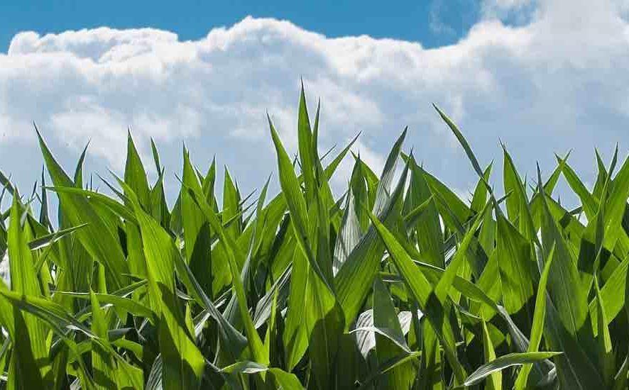No-Till, Strip-Tillers Competitive in 2018 National Corn Yield Contest