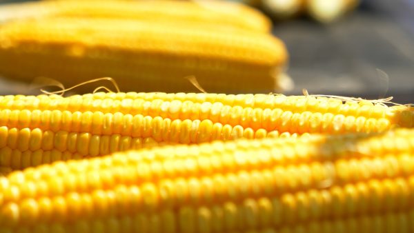 Top Crop Soil Challenge